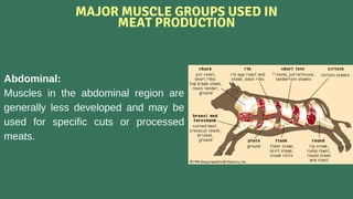 Meat Muscle Moving Masculoskeletal System and meat production (1).pdf