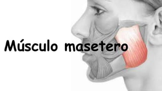 Músculo masetero
 