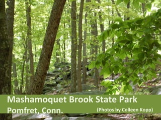 Mashamoquet Brook State Park  Pomfret, Conn. (Photos by Colleen Kopp) 