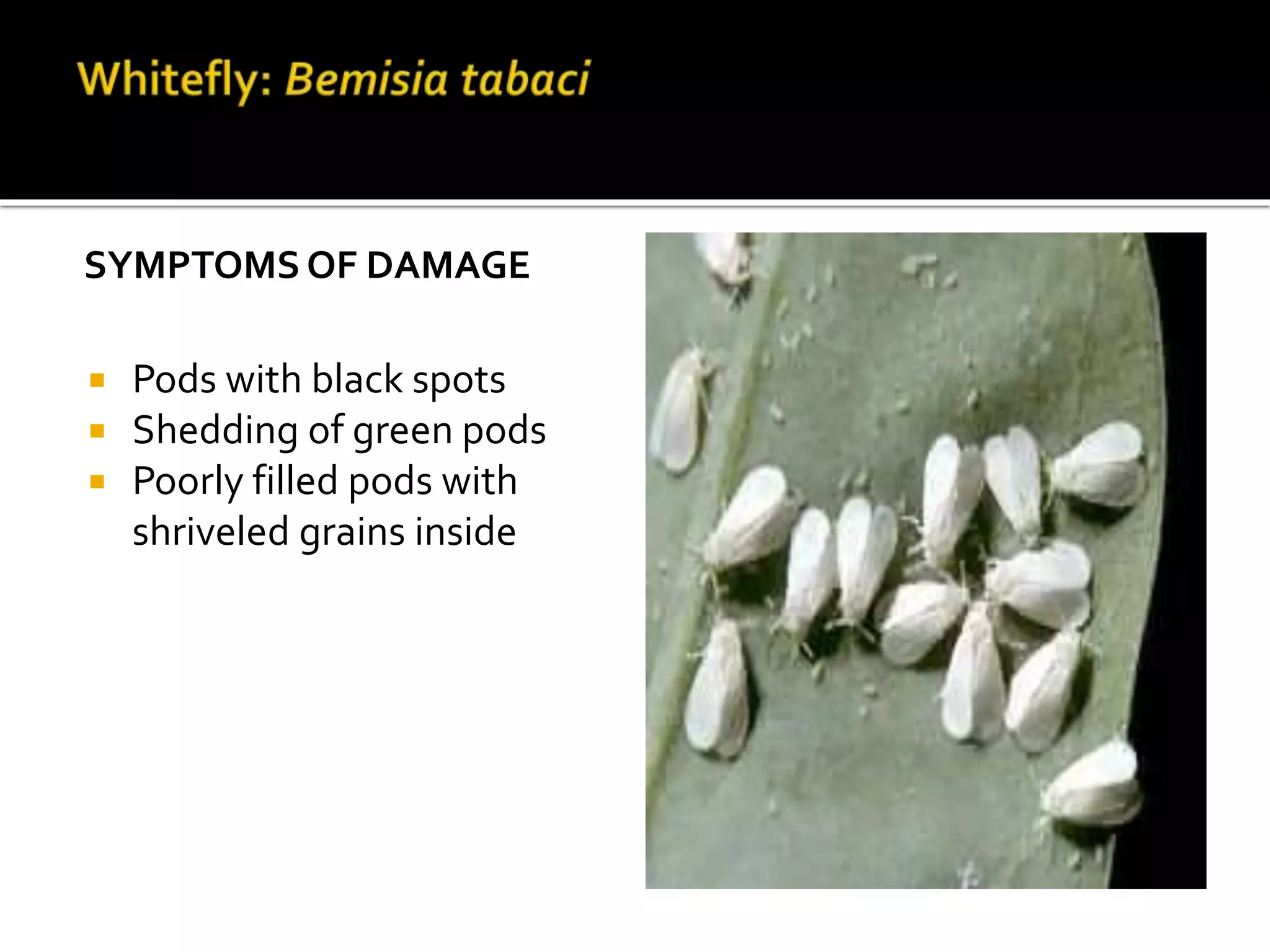 Mash crop insects A Lecture by Mr Allah Dad Khan | PPTX