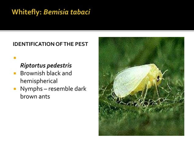 Mash crop insects A Lecture by Mr Allah Dad Khan | PPTX