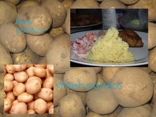 <Fresh patotos
Redy
patotos>
 