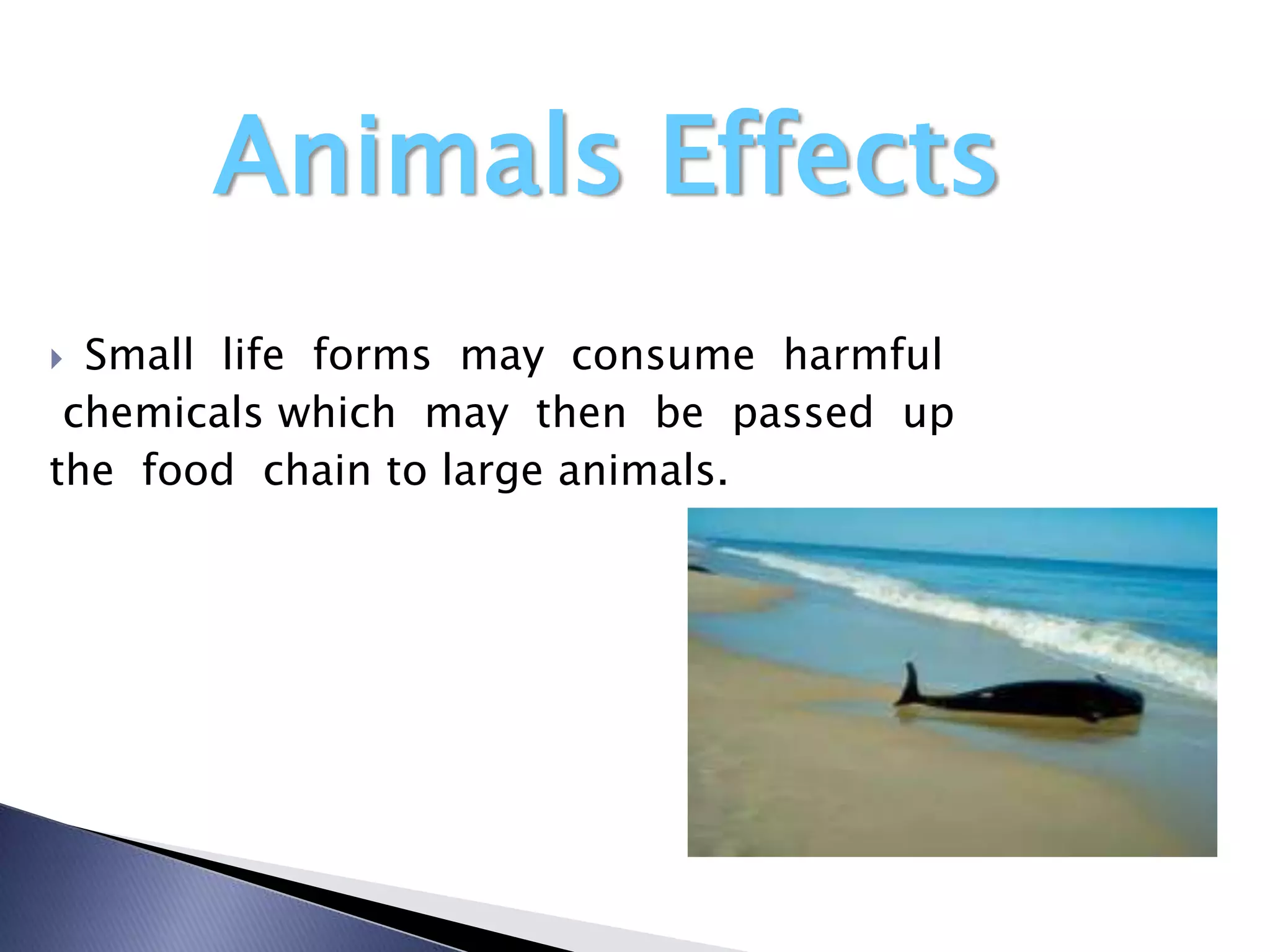 Animals Effects
 Small life forms may consume harmful
 chemicals which may then be passed up
the food chain to large animals.
 
