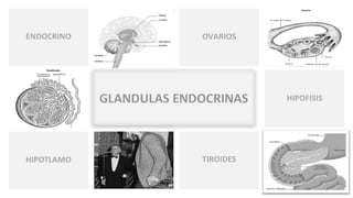 TIROIDES
OVARIOSENDOCRINO
TESTICULOS HIPOFISIS
HIPOTLAMO
 
