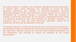 Los lóbulos anterior y posterior de la hipófisis segregan hormonas diferentes.
El anterior libera varias hormonas que estimulan la función de otras
glándulas endocrinas, por ejemplo, la adrenocorticotropina, hormona
adrenocorticotropa o ACTH, que estimula la corteza suprarrenal; la hormona
estimulante de la glándula tiroides o tirotropina (TSH) que controla el
tiroides; la hormona estimulante de los folículos o foliculoestimulante (FSH)
y la hormona luteinizante (LH), que estimulan las glándulas sexuales; y la
prolactina, que, al igual que otras hormonas especiales, influye en la
producción de leche por las glándulas mamarias.
La hipófisis anterior es fuente de producción de la hormona del crecimiento,
denominada también somatotropina, que favorece el desarrollo de los tejidos
del organismo, también secreta una hormona denominada estimuladora de
los melanocitos, que estimula la síntesis de melanina en las células
pigmentadas.
 
