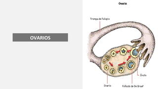 OVARIOS
 