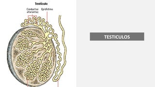 TESTICULOS
 