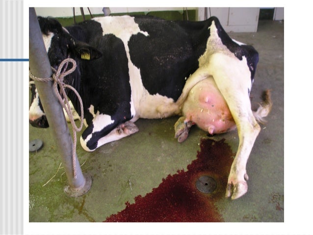 mastitis in dairy cattle causes and treatment