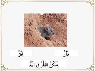 ٌ ‫ْز‬‫غ‬
َ ‫ل‬ ٌ‫ر‬ ‫ْأ‬َ ‫ف‬
ْ‫غ‬َ
ّ‫الل‬ ‫ى‬ِ‫ف‬ ُ‫ر‬ ‫ْأ‬َ‫ف‬‫ال‬ ُ‫ن‬ُ‫ك‬ْ‫س‬
َ ‫ي‬
ِ‫ز‬
 