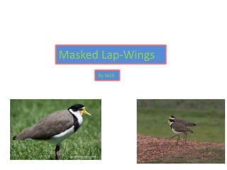 Masked Lap-Wings
      By Nick
 