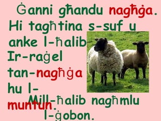 Ġanni għandu nagħġa.
Hi tagħtina s-suf u
anke l-ħalib.
Mill-ħalib nagħmlu
l-ġobon.
Ir-raġel
tan-nagħġa
hu l-
muntun.
 