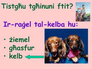 Tistgħu tgħinuni ftit?
Ir-raġel tal-kelba hu:
• żiemel
• għasfur
• kelb
 