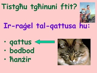 Tistgħu tgħinuni ftit?
Ir-raġel tal-qattusa hu:
• qattus
• bodbod
• ħanżir
 