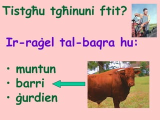 Tistgħu tgħinuni ftit?
Ir-raġel tal-baqra hu:
• muntun
• barri
• ġurdien
 