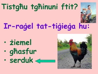 Tistgħu tgħinuni ftit?
Ir-raġel tat-tiġieġa hu:
• żiemel
• għasfur
• serduk
 