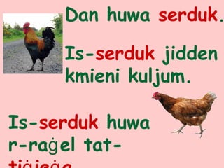 Dan huwa serduk.
Is-serduk jidden
kmieni kuljum.
Is-serduk huwa
r-raġel tat-
 
