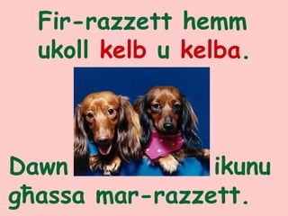 Fir-razzett hemm
ukoll kelb u kelba.
Dawn ikunu
għassa mar-razzett.
 