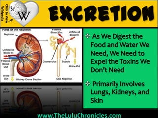 Click to View
 Wikipedia




                www.TheLuluChronicles.com
 