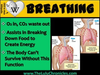 Click to View
 Wikipedia




                www.TheLuluChronicles.com
 