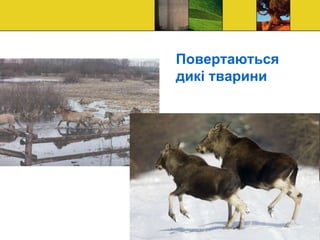 Повертаються
дикі тварини
 