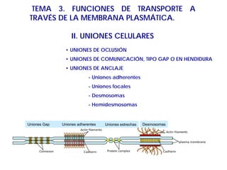 TEMA 3. FUNCIONES DE TRANSPORTE A
TRAVÉS DE LA MEMBRANA PLASMÁTICA.
II. UNIONES CELULARES
• UNIONES DE OCLUSIÓN
• UNIONES DE COMUNICACIÓN, TIPO GAP O EN HENDIDURA
• UNIONES DE ANCLAJE
- Uniones adherentes
- Uniones focales
- Desmosomas
- Hemidesmosomas
Uniones Gap Uniones adherentes Uniones estrechas Desmosomas
 