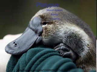 Platypus Mason Adayan Biology 1 st  period http://pixdaus.com/pics/124088250341hd2zh.jpg 