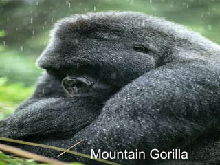 Mountain Gorilla 