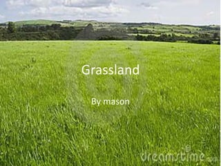 Grassland

 By mason
 