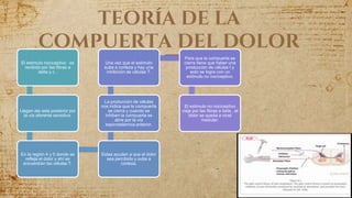 TEORÍA DE LA
COMPUERTA DEL DOLOR
El estimulo nociceptivo es
recibido por las fibras a
delta y c .
Llegan ala asta posterior por
la vía aferente sensitiva.
En la región 4 y 5 donde se
refleja el dolor y ahí se
encuentran las células T.
Estas ayudan a que el dolor
sea percibido y suba a
corteza.
La producción de células
nos indica que la compuerta
se cierra y cuando se
inhiben la compuerta se
abre por la vía
espinotalamica anterior.
Una vez que el estimulo
sube a corteza y hay una
inhibición de células T.
Para que la compuerta se
cierre tiene que haber una
producción de células t y
esto se logra con un
estimulo no nociceptivo.
El estimulo no nociceptivo
viaja por las fibras a beta , el
dolor se queda a nivel
medular.
 