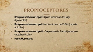 propioceptores
• Receptoresarticularestipo I:Órgano tendinoso deGolgi
(ligamentos).
• Receptoresarticularestipo II:terminaciones deRuffini (capsula
articular).
• Receptoresarticularestipo III: Corpúsculosde Paccini(escasosen
capsulaarticular).
• HusosMusculares
 