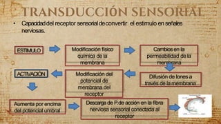 • Capacidaddel receptor sensorialdeconvertir el estimulo enseñales
nerviosas.
Difusión de Iones a
través de lamembrana
Modificación físico
química de la
membrana
Cambiosen la
permeabilidad de la
membrana
ACTIVACIÓN Modificación del
potencial de
membrana del
receptor
ESTIMULO
Aumenta por encima
del potencial umbral
Descargade P.de acción en la fibra
nerviosa sensorial conectada al
receptor
TRANSDUCCIÓN SENSORIAL
 