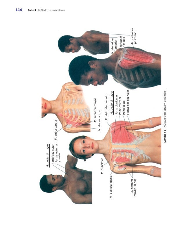 masoterapia clinica basica pdf gratis