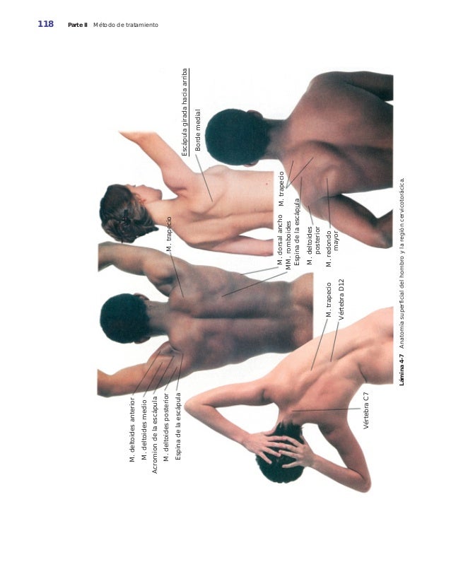 masoterapia clinica basica pdf gratis masoterapia clinica basica pdf gratis