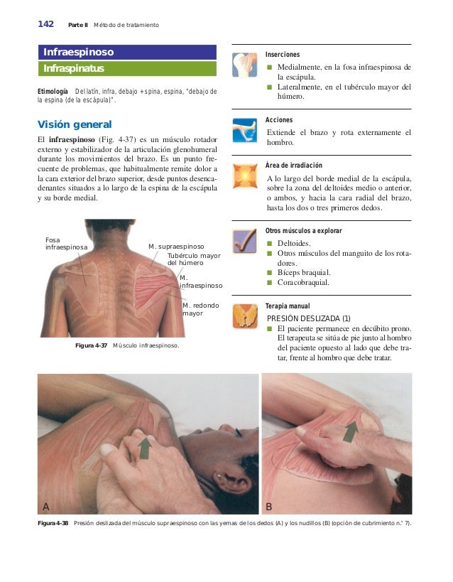 masoterapia clinica basica pdf gratis masoterapia clinica basica pdf gratis