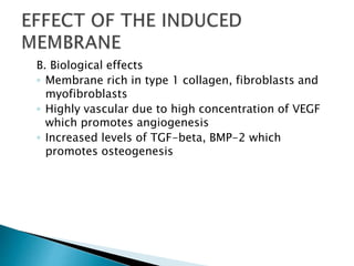 B. Biological effects
◦ Membrane rich in type 1 collagen, fibroblasts and
myofibroblasts
◦ Highly vascular due to high concentration of VEGF
which promotes angiogenesis
◦ Increased levels of TGF-beta, BMP-2 which
promotes osteogenesis
 