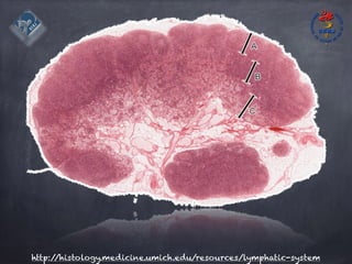 http://histology.medicine.umich.edu/resources/lymphatic-system
 