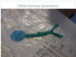 Célula nervosa (neurônio):
 