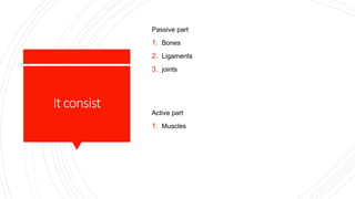 Itconsist
Passive part
1. Bones
2. Ligaments
3. joints
Active part
1. Muscles
 