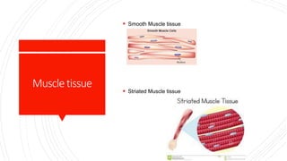 Muscletissue
 Smooth Muscle tissue
 Striated Muscle tissue
 