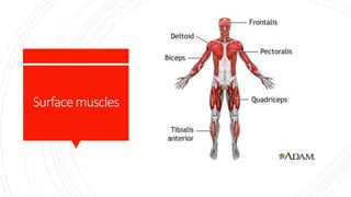 Surfacemuscles
 