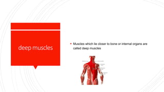 deepmuscles
 Muscles which lie closer to bone or internal organs are
called deep muscles
 