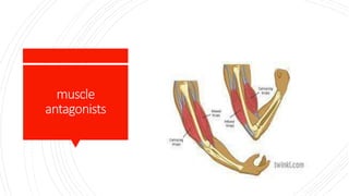muscle
antagonists
 