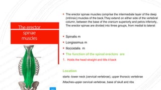 Theerector
spinae
muscles
 The erector spinae muscles comprise the intermediate layer of the deep
(intrinsic) muscles of the back.They extend on either side of the vertebral
column, between the base of the cranium superiorly and pelvis inferiorly..
The erector spinae are divided into three groups, from medial to lateral:
 Spinalis m
 Longissimus m
 Iliocostalis m
 The function of the spinal erectors are
1. Holds the head straight and tilts it back
Location
starts -lower neck (cervical vertebrae), upper thoracic vertebrae
Attaches-upper cervical vertebrae, base of skull and ribs
 