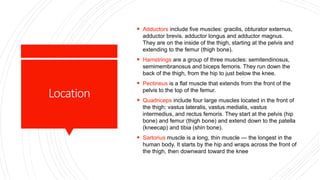 Location
 Adductors include five muscles: gracilis, obturator externus,
adductor brevis, adductor longus and adductor magnus.
They are on the inside of the thigh, starting at the pelvis and
extending to the femur (thigh bone).
 Hamstrings are a group of three muscles: semitendinosus,
semimembranosus and biceps femoris. They run down the
back of the thigh, from the hip to just below the knee.
 Pectineus is a flat muscle that extends from the front of the
pelvis to the top of the femur.
 Quadriceps include four large muscles located in the front of
the thigh: vastus lateralis, vastus medialis, vastus
intermedius, and rectus femoris. They start at the pelvis (hip
bone) and femur (thigh bone) and extend down to the patella
(kneecap) and tibia (shin bone).
 Sartorius muscle is a long, thin muscle — the longest in the
human body. It starts by the hip and wraps across the front of
the thigh, then downward toward the knee
 