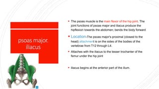 psoasmajor.
iliacus
 The psoas muscle is the main flexor of the hip joint. The
joint functions of psoas major and iliacus produce the
hipflexion towards the abdomen; bends the body forward
 Location-The psoas major's proximal (closest to the
head) attachment is on the sides of the bodies of the
vertebrae from T12 through L4.
 Attaches with the iliacus to the lesser trochanter of the
femur under the hip joint
 iliacus begins at the anterior part of the ilium.
 