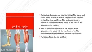 calfmuscle
 Beginning - the inner and outer surfaces of the lower part
of the femur. soleus muscle m. begins with the proximal
ends of the tibia and fibula. The gastrocnemius and
soleus muscles constrict and merge at the base of the
gastrocnemius muscle.
 The tough connective tissue at the bottom of the
gastrocnemius fuses with the Achilles tendon. The
Achilles tendon attaches to the calcaneus (calcaneus).
 Functions-flexes the leg and foot
 