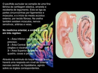 O pavilhão auricular se compõe de uma fina
lâmina de cartilagem elástica, amarela e
recoberta de tegumento. Esta se liga às
partes circunvizinhas por ligamentos e
músculos, e o início do meato acústico
externo, por tecido fibroso. Na orelha
também existem músculos, nervos
sensitivos, artérias e veias.
Na medicina oriental, a orelha é divida
em três regiões:
1 – Área Inferior: referente a cabeça e
pescoço;
2 – Área Central: referente ao tronco
(órgãos e vísceras);
3 – Área Superior: referente aos
quadris, coxas e pernas.
Através do estímulo do toque nessas áreas,
haverá uma resposta em nível de sistema
nervoso central, no hipotálamo, agindo
sobre os órgãos correspondentes.
 