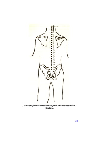 Enumeração das vértebras segundo o sistema médico
                     tibetano




                                                75
 