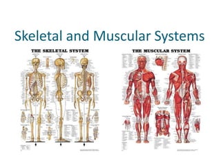 Skeletal and Muscular Systems