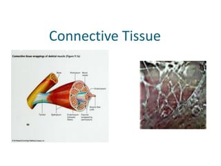            Connective Tissue